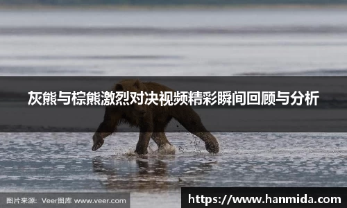 灰熊与棕熊激烈对决视频精彩瞬间回顾与分析